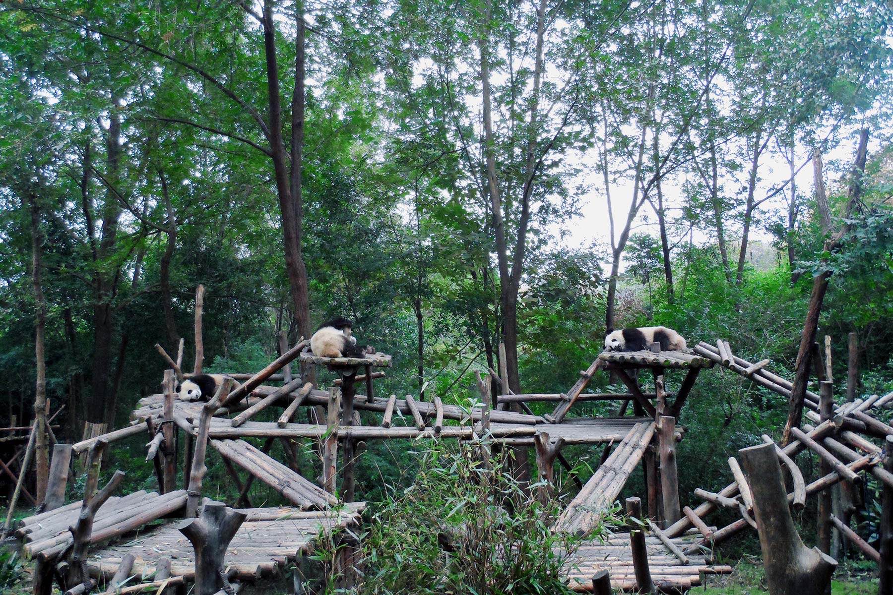 Chengdu Research Base of Giant Panda Breeding sichuan china 成都大熊猫繁育研究基地 四川 中国